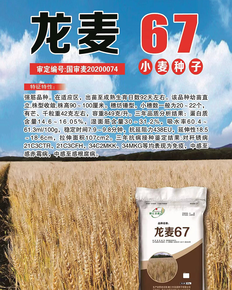 龍麥種子 龍麥種子