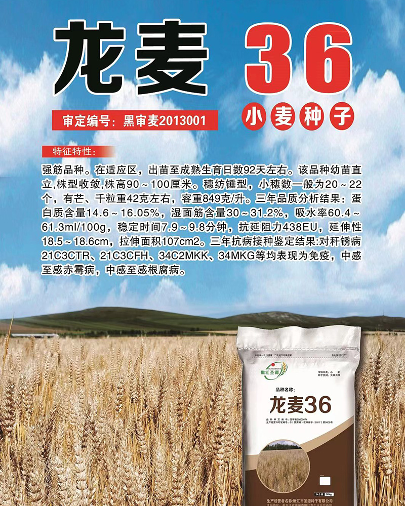 龍麥種子 龍麥種子